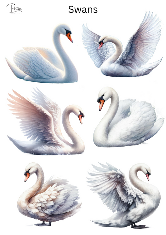 *TANGIBLE* Swans Sticker